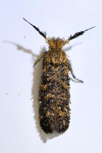 Ochsenheimeria taurella